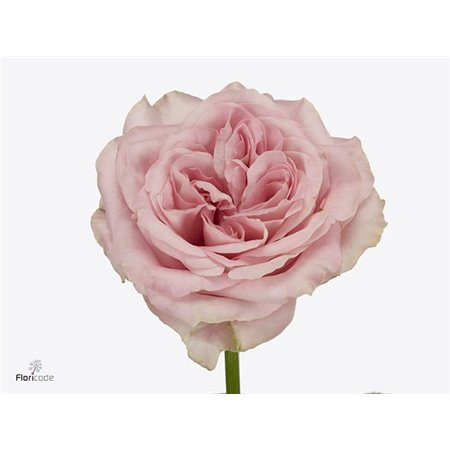 Vrtnica Sweet 4 Love c1519