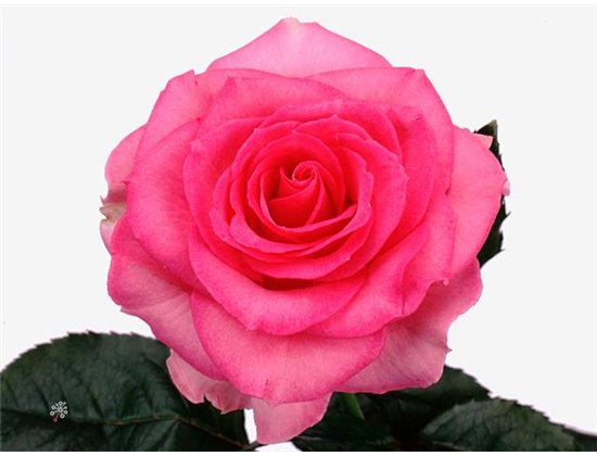 Vrtnica Sweet Unique c1520