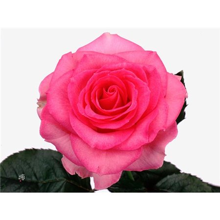 Vrtnica Sweet Unique c1521