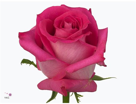 Vrtnica Tiffany Tessa c1525