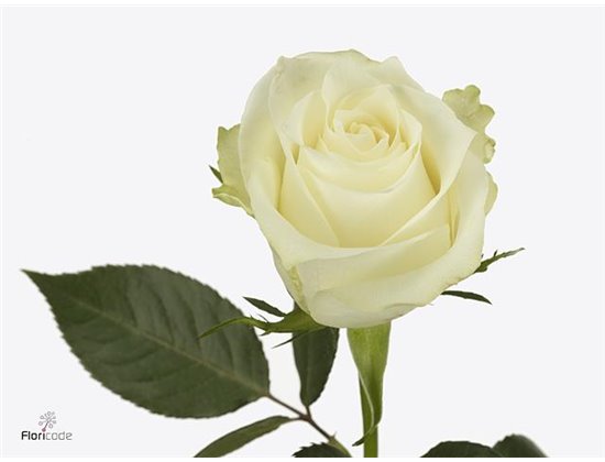 Vrtnica Albatros c1712