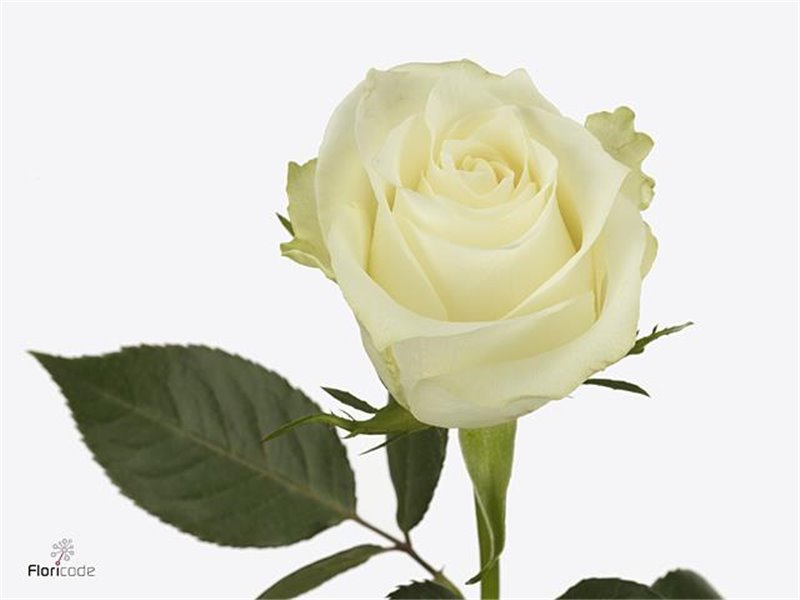 Vrtnica Albatros c1712