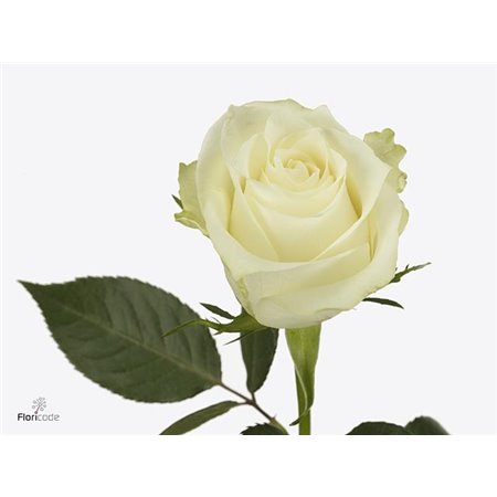 Vrtnica Albatros c1712