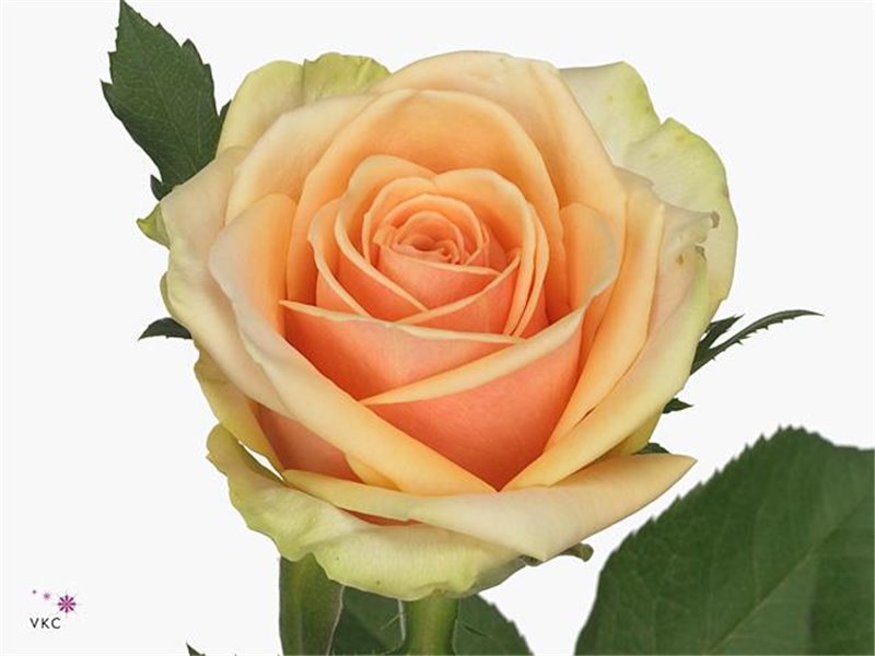 Vrtnica Alchemy c1713