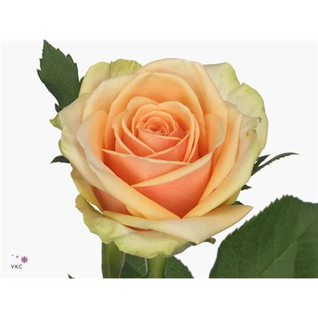 Vrtnica Alchemy c1713