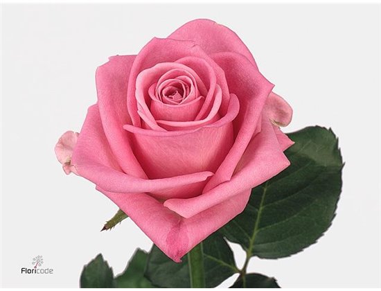 Vrtnica Aqua Holl c1715