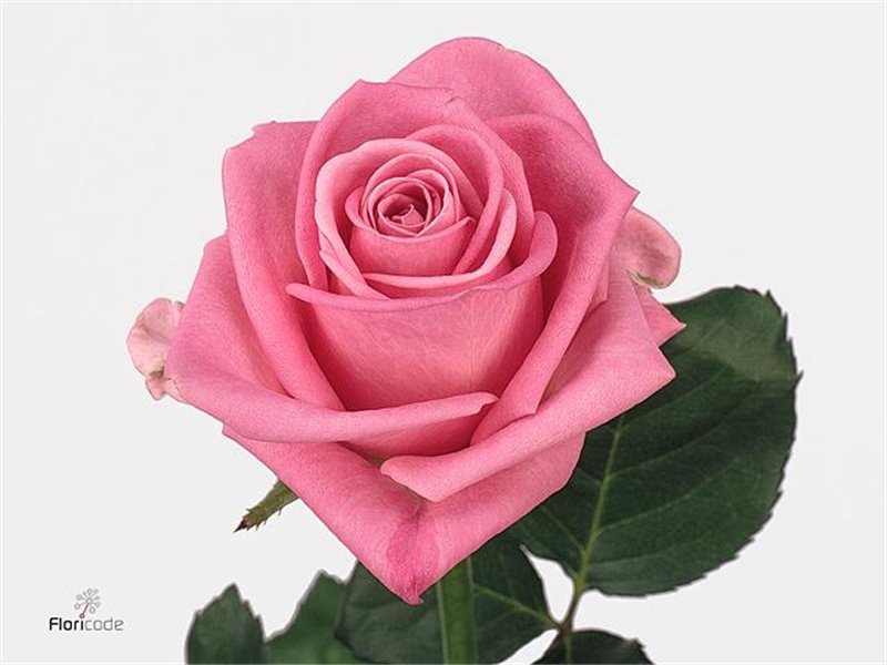 Vrtnica Aqua Holl c1715