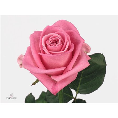 Vrtnica Aqua Holl c1715