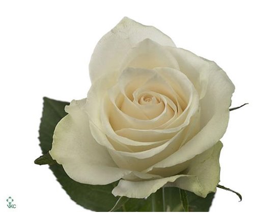 Vrtnica Athena c1716