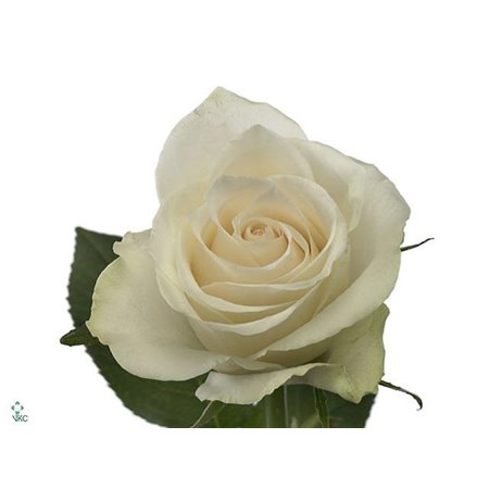 Vrtnica Athena c1719