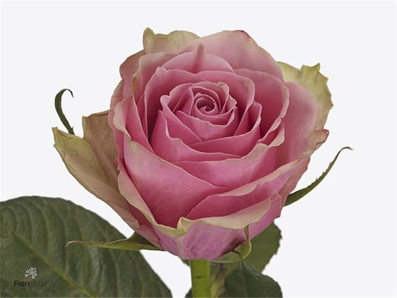 Vrtnica Athena c1722