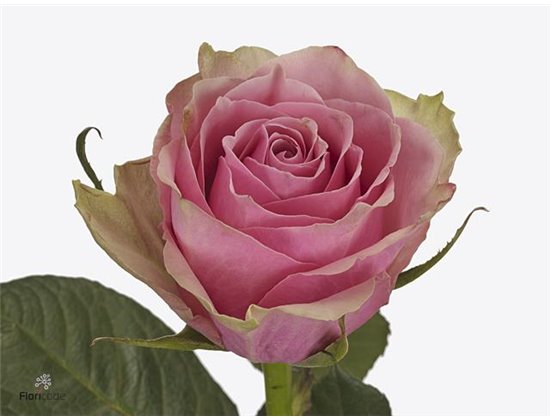 Vrtnica Athena Royale c1726