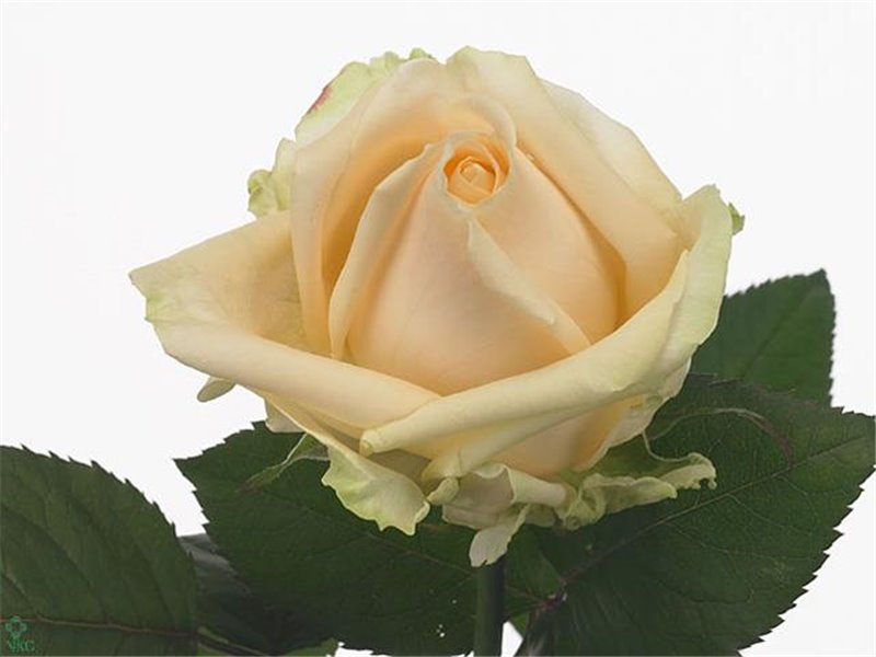 Vrtnica Avalanche Peach c1733