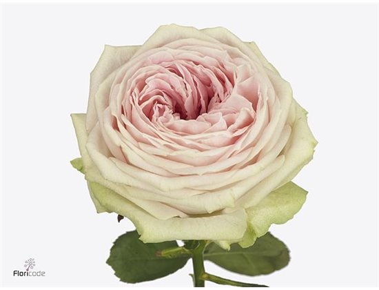 Vrtnica Avalanche Premium c1737