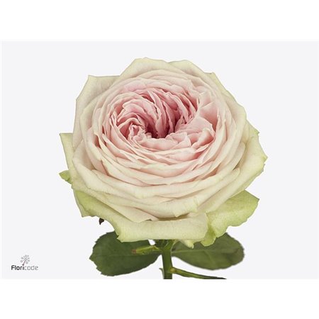 Vrtnica Avalanche Premium c1737