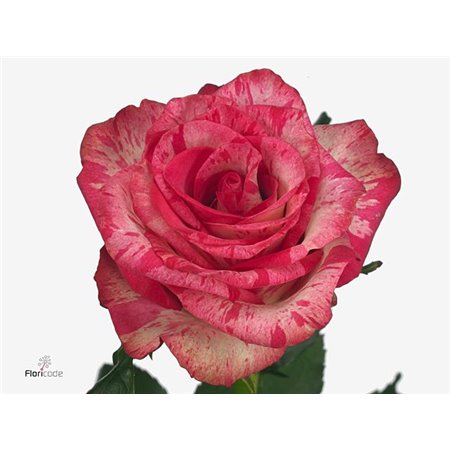 Vrtnica Barracuda c1739