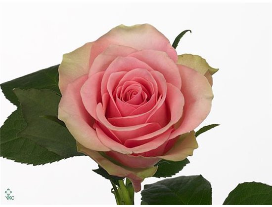 Vrtnica Belle Rose c1740