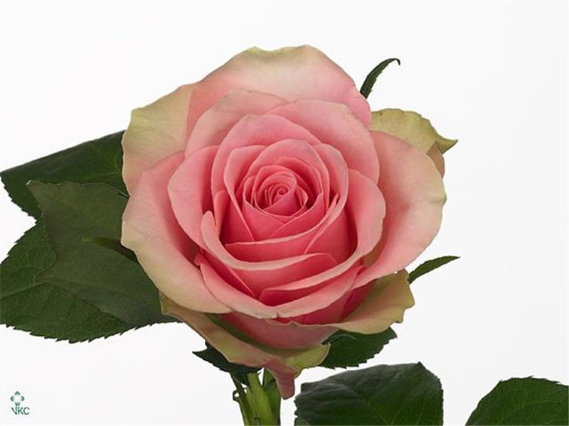 Vrtnica Belle Rose c1741