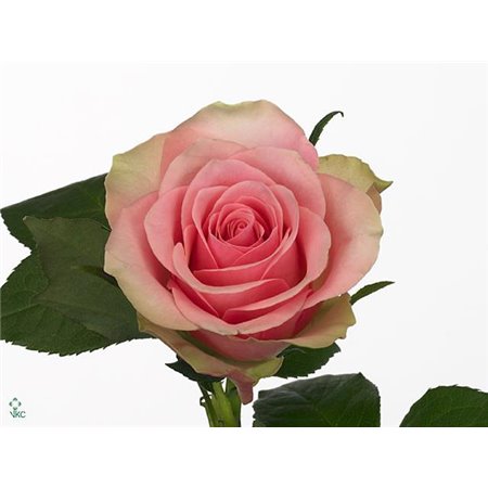 Vrtnica Belle Rose c1741