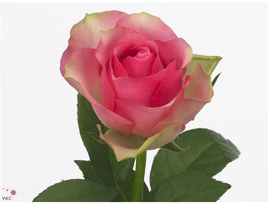 Vrtnica Belle Rose c1742