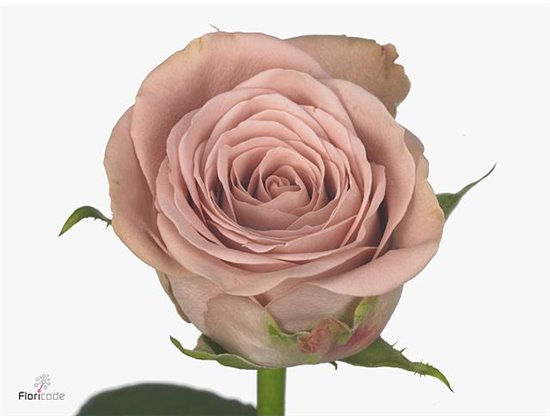 Vrtnica Cappuccino c1746