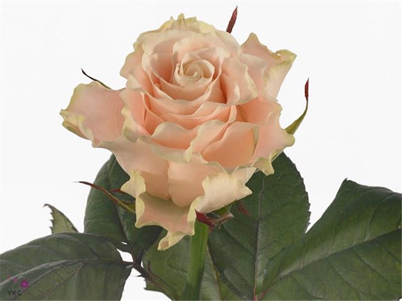 Vrtnica Charmant c1747