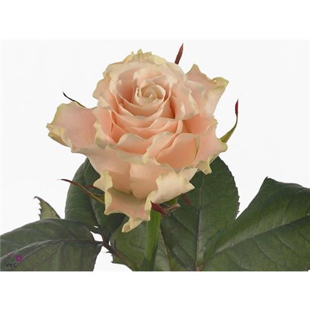 Vrtnica Charmant c1747