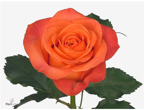 Vrtnica Clarence c1748