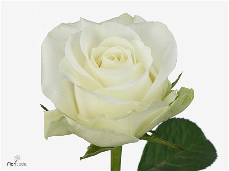 Vrtnica Countdown c1749