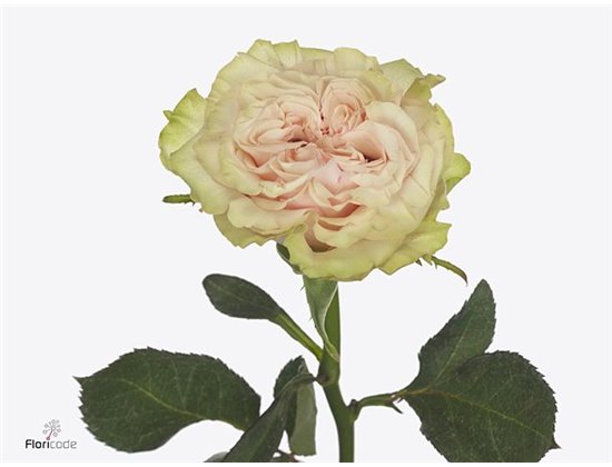 Vrtnica Country Peonia c1751