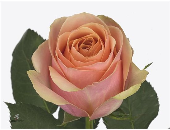 Vrtnica Dividend c1752