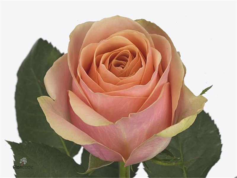 Vrtnica Dividend c1752