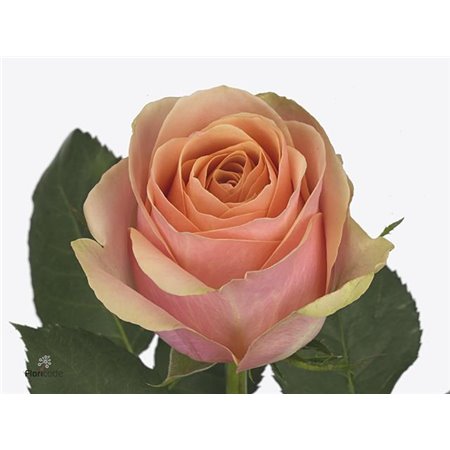 Vrtnica Dividend c1752