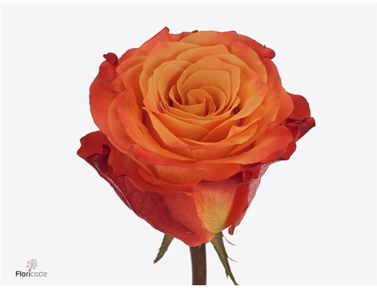 Vrtnica Dividend c1753