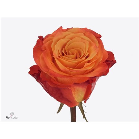 Vrtnica Diyas Fire c1754