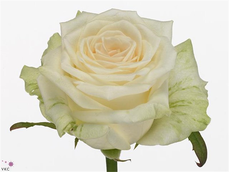 Vrtnica Dolomiti c1755