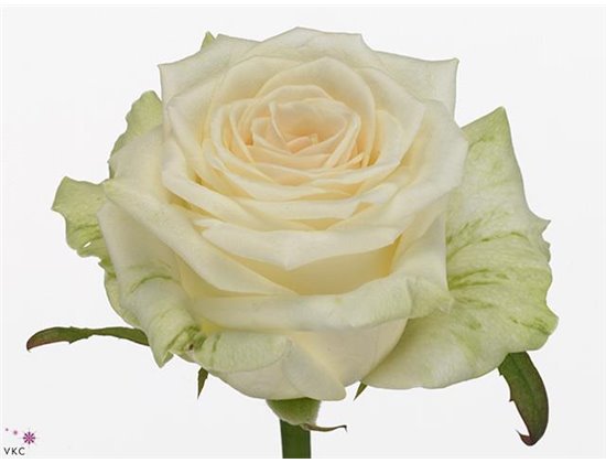 Vrtnica Dolomiti c1757