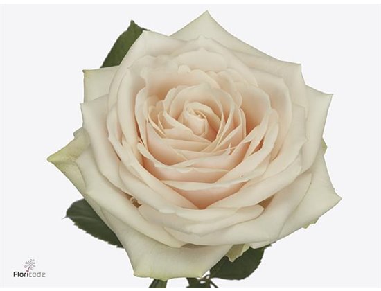 Vrtnica Dorchester c1760