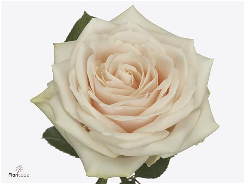 Vrtnica Dorchester c1760