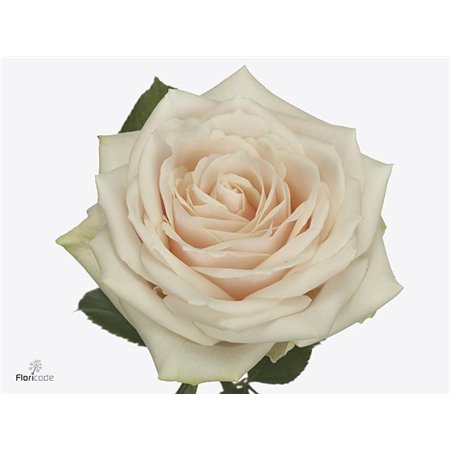 Vrtnica Dorchester c1760