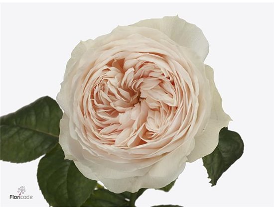 Vrtnica Emma Woodhouse c1761