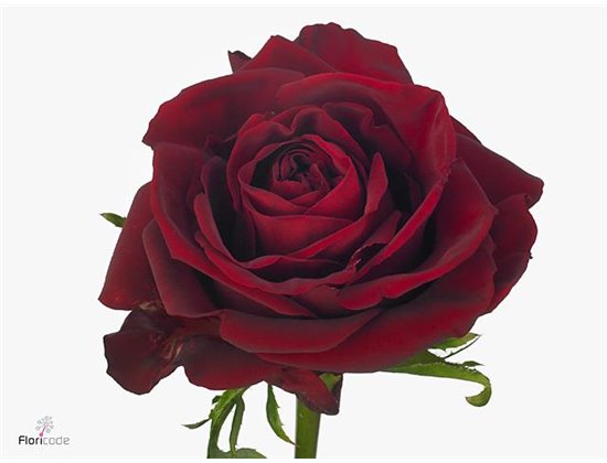 Vrtnica Ever Red c1764