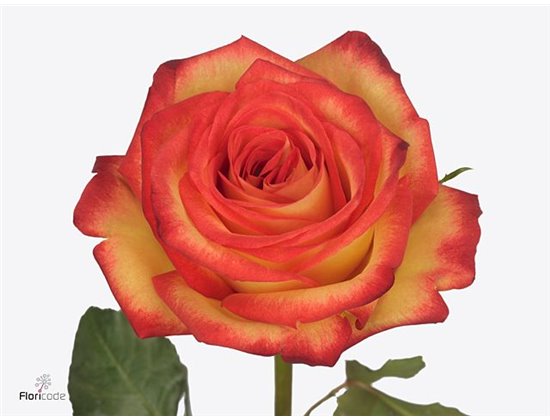 Vrtnica Fire Fly c1765