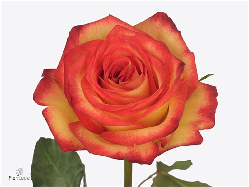 Vrtnica Fire Fly c1765