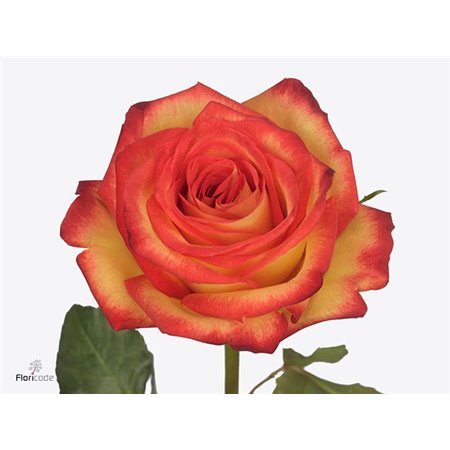 Vrtnica Fire Fly c1765