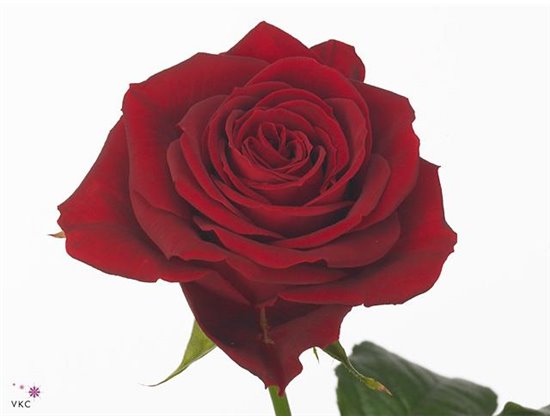 Vrtnica Furiosa c1767