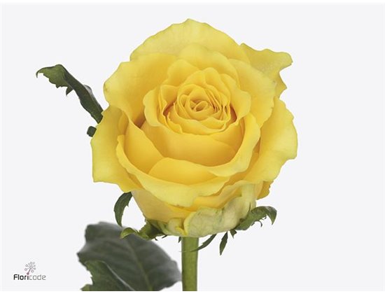 Vrtnica Golden Smile c1769