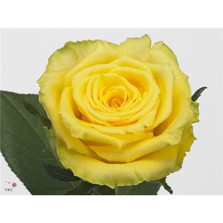 Vrtnica Golden Smile c1770