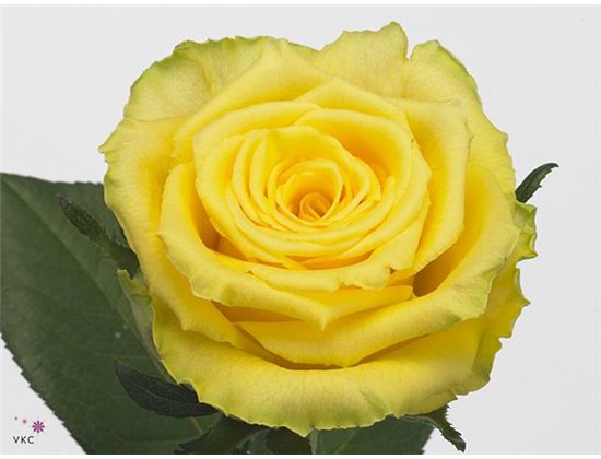 Vrtnica Good Times c1773