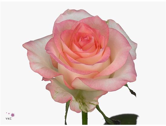 Vrtnica Jumilia Impatiens c1780